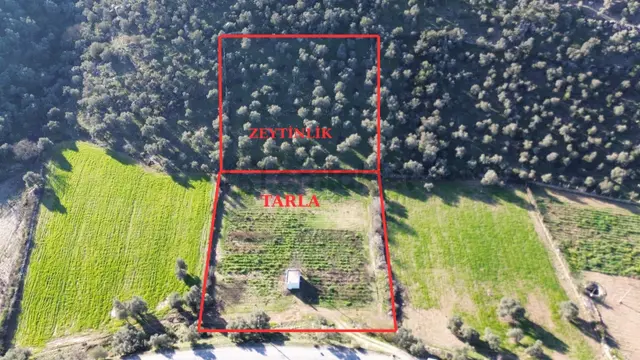 Milas Kuzyakada Ana Yola Sıfır 9.665 M² Tarla Ve Zeytinlik 1