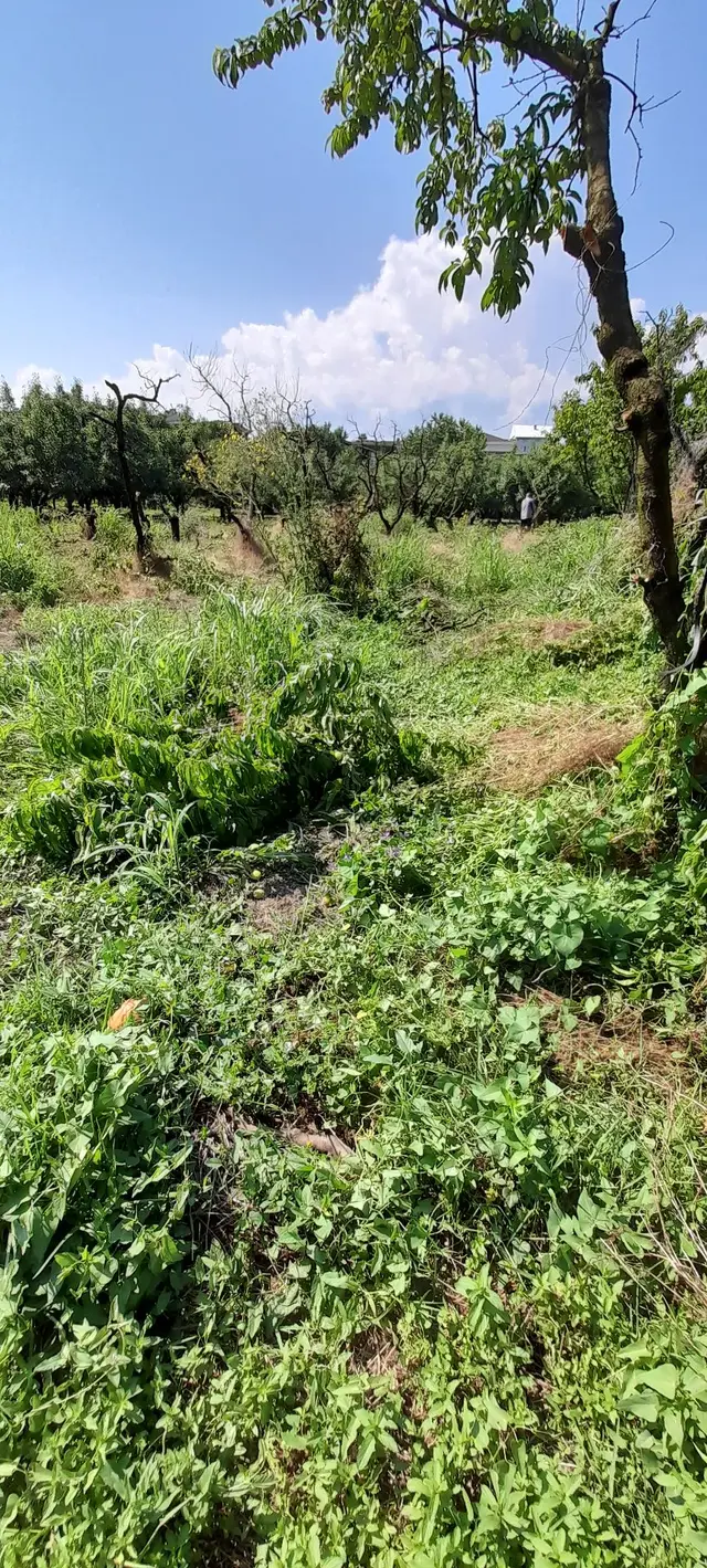 Ezine Uluköy Mahallesinde Satılık Verimli Zeytinlik 5