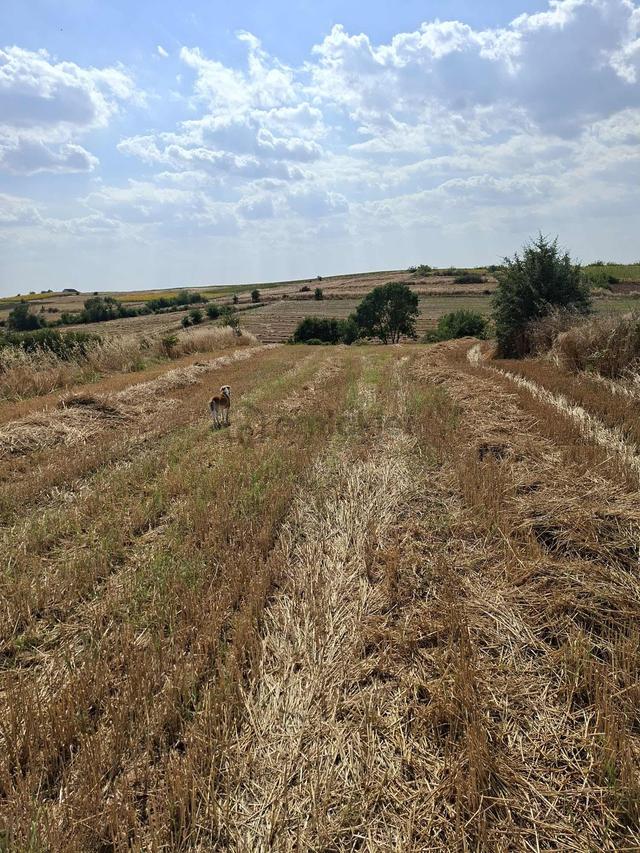 **hayrabolu Danışment Tek Tapu 2.800 M2 Fırsat Tarla** 3
