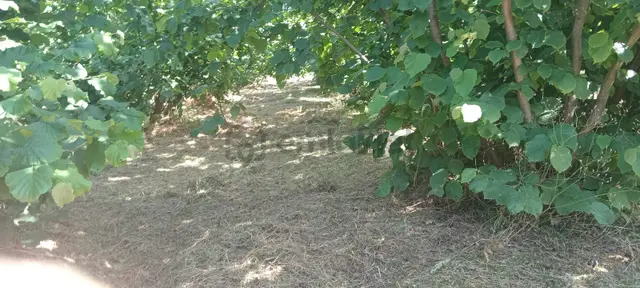 Adapazarında Demiraçmada Satılık Köy İçi İmarlı Arazi 5