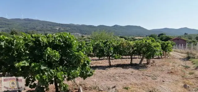 Aydın/kuşadası/kirazlı'da 3.360m2 Üzüm Bağı Satılıktır. 2