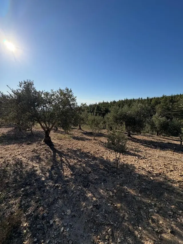 Pamukkale Kutluca’da Su Aboneliği Olan, Verimli Zeytin Bahçesi | 4.360 M 5