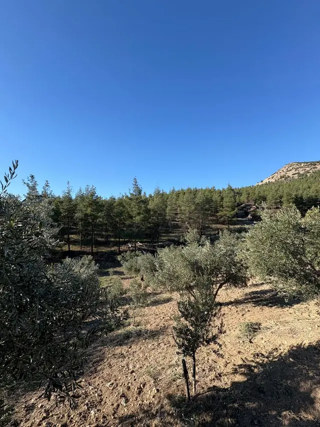 Pamukkale Kutluca’da Su Aboneliği Olan, Verimli Zeytin Bahçesi | 4.360 M 4