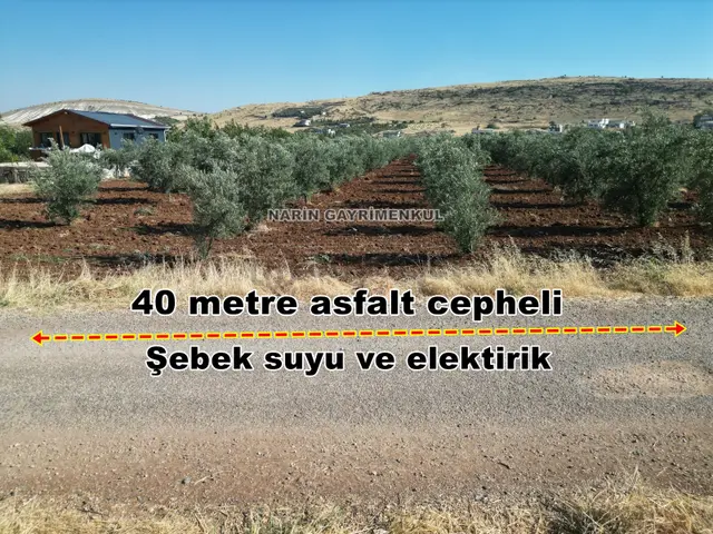 Şahinbey Ufacık Asfalt Üstü Zeytin Bahçesi Elektirik Ve Su Yolda 2