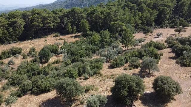 🌿🌳 Doğanın Kalbinde Kaçırılmayacak Yatırım Fırsatı🍀 4