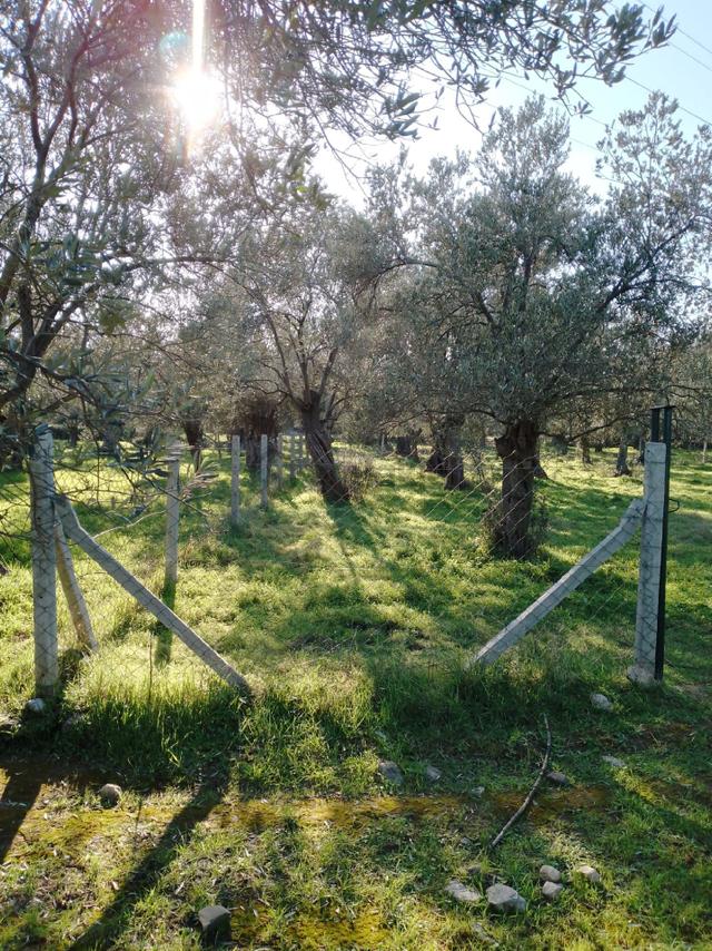 Sahibinden Zeytinlik 4