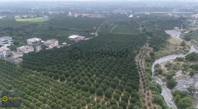 Safir'den Satılık Yüksek Verimli Mandalina Bahçesi-üretime Hazır 3