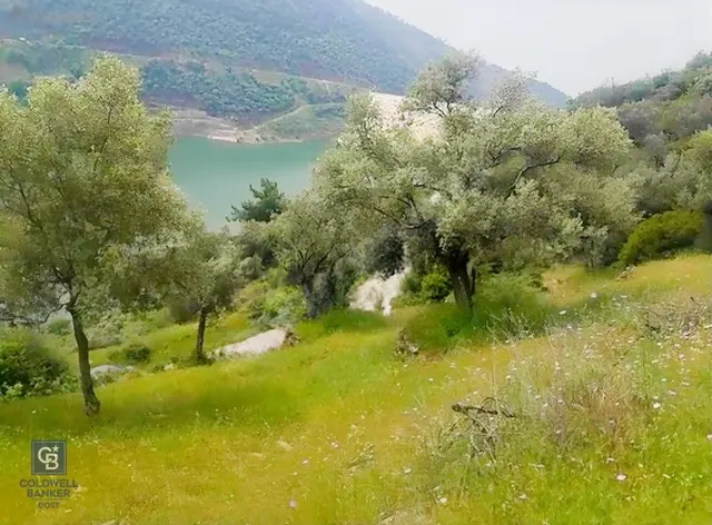 Bayındır Karapınar Yola Cepheli 5378 M2 Satılık Zeytinlik 1