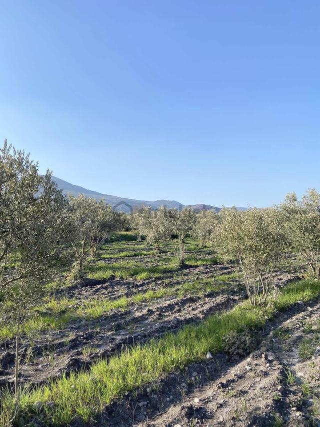 Manisa Şehzadeler Sarıalanda 5.690 M² Trilye Zeytinliği Satılık 5