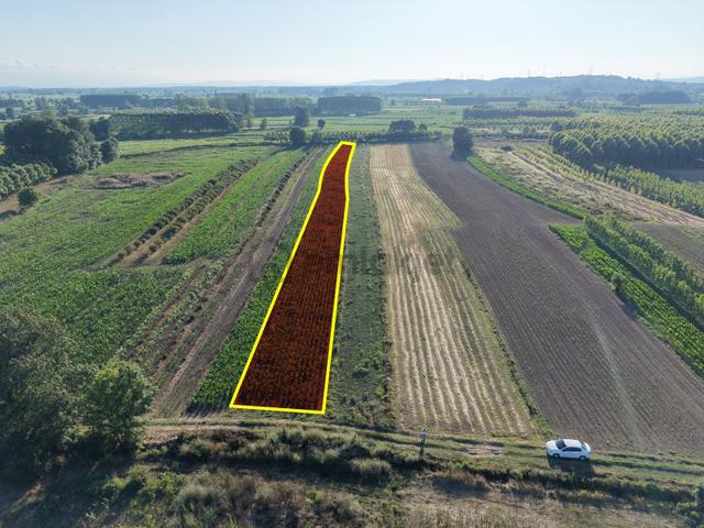 Emlak Evim - Aşşağı Çalıca Mahallesinde Satılık 2.836 M2 Tarla 2