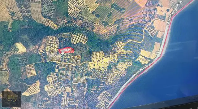 Gaziköyde 1.296 M' İçinde 45 Adet Zeytin Ağacı Bulunan Tarla 1