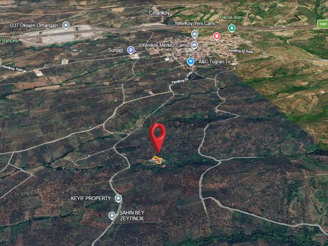 Orhangazi Yeniköy'de 1.643m2 Satılık Zeytinlik 4