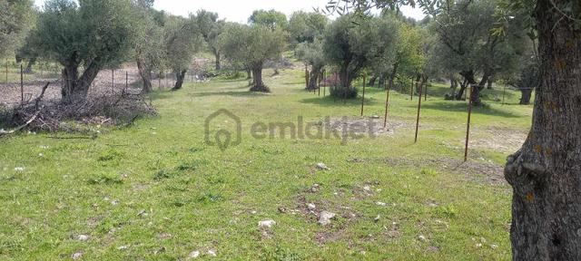 Startkey Platin'den Satılık Kağan'da Köy İçi İmarlı Arsa 4