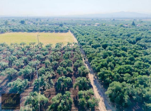 Manisa Akhisarda Efem Gayrimenkulden 910m2 Satılık Zeytinlik!!! 4