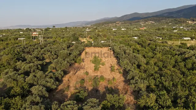Kemalpaşa Armutlu 3.170 M² Tek Tapu Yola Cepheli Yapı Kayıtlı 5