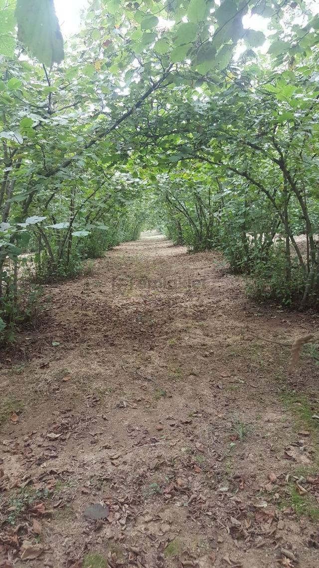 Sakarya Ferizli Satılık Verimli Fındık Bahçesi 3