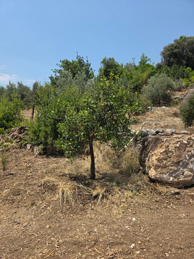 Sahibinden Kumluca,incircikte Mustakil Tapulu 4