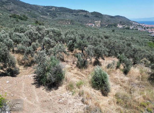 Avcıdan Otel Ve Villa Arasında Kalan Düz Manzaralı Zeytinlik 4