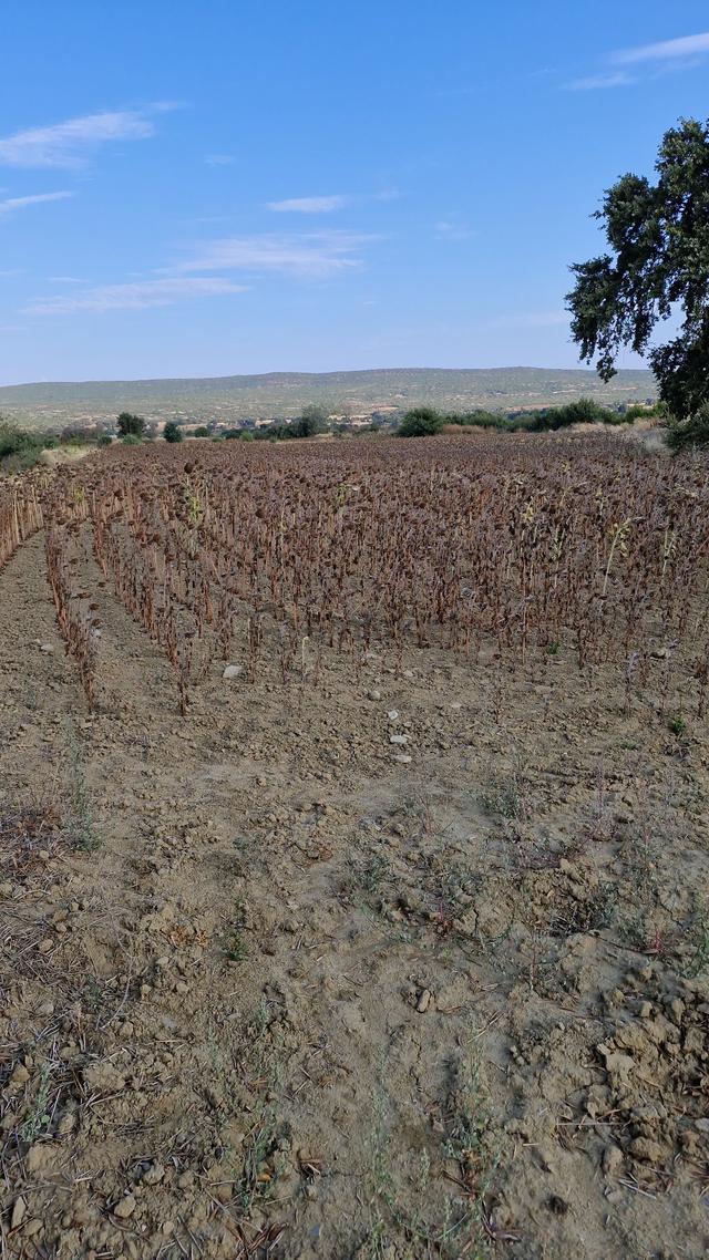 Sahibinden Satılık