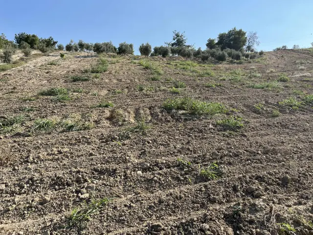 Mustafalarda 6 Dönüm Zeytin Bahçesi Satlıktır 2