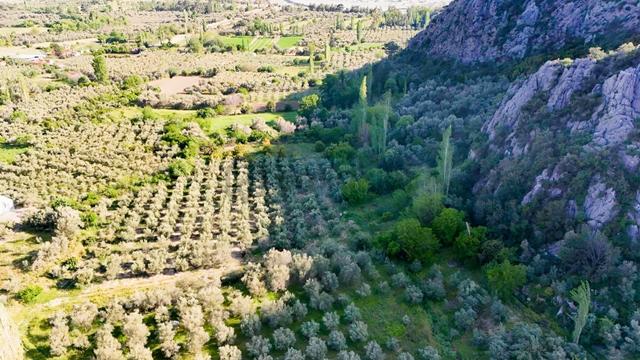 Seydikemer Söğütlüdere 10.000m2 Tek Tapu Fırsat Yatırım Arazi 5
