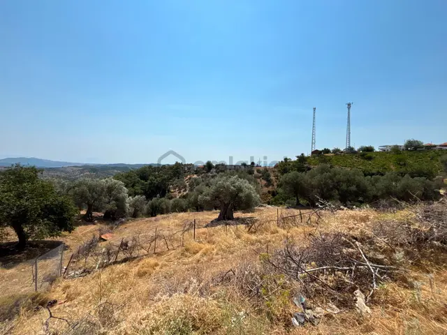Seferihisar Beylerde Köyü'nde Yatırımlık Satılık Zeytinlik 5