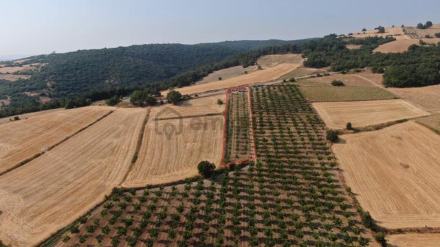 Asfalt'a 22m Cepheli Tel Örgülü 2333m2 Ceviz Bahçesi İnegöl 15dk 4