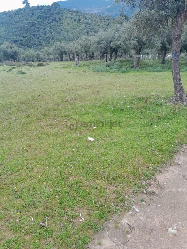 Muğla Milas Pınarcık Köyünde Satılık Zeytinlik 5