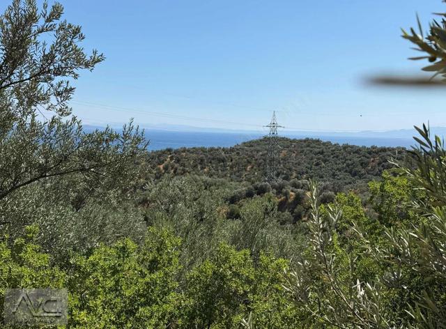Avcıdan Doyranda Yatırımlık Deniz Manzaralı Zeytinlik 3