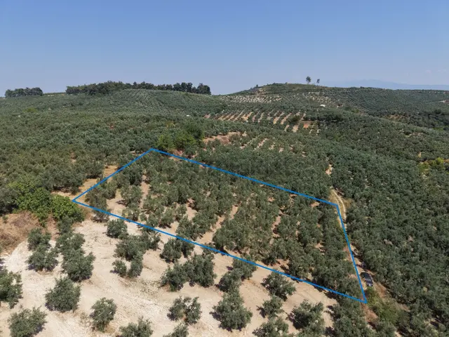 Mudanya Dereköy Yola Cephe Acil Satılık 2527m2 Bakımlı Zeytinlik 4