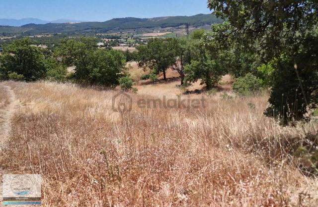 Yunusemre Dazyurt Obasya Tesise Yakın 7.400 M2 Tarla 4