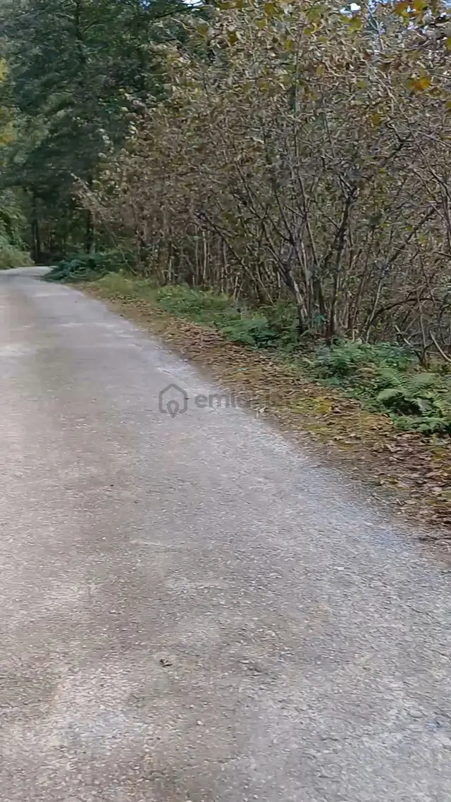 Sahibinden Giresun Görele'de Müstakil Tapulu Ana Yola Cephe 590 M2 Parsel Fındık Bahçesi. 1