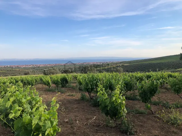 Şarköy De Işık Emlaktan İğdebağları Mah De 8600 M2 Tarla 3