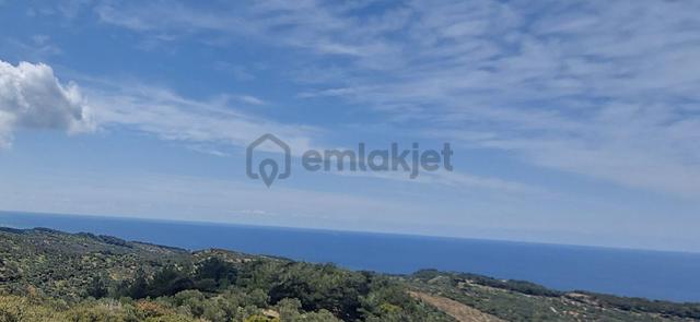 Ezine Tavaklı Da Köye Yürüme Mesafesinde Satılık Zeytinlik 4