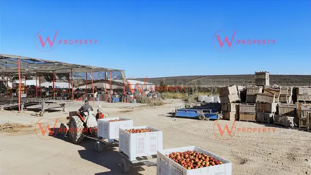 W Property'den Niğde Bor'da 2.291 Dönüm Elma Bahçesi 5