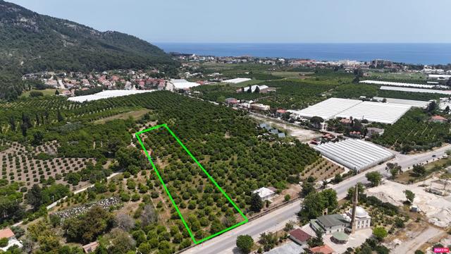 Kemer Kiriş’te Oteller Bölgesinde 10.000 M² Satılık Portakal Bahçesi 3