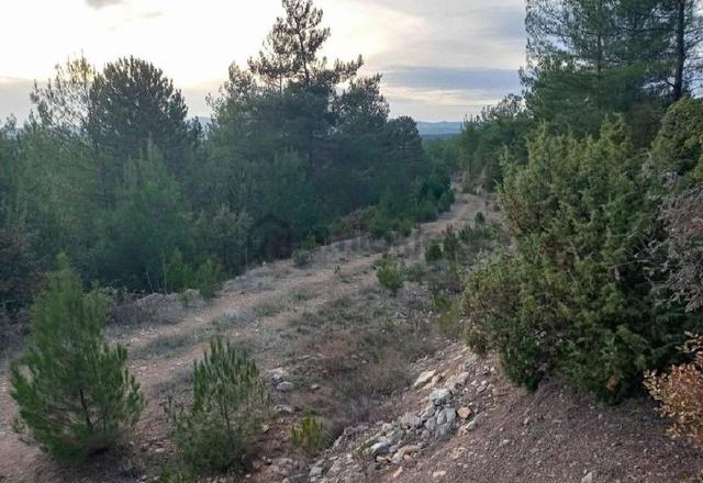 Bursa/keles-ıssızören Köyünde Müstakil Tapulu ( 6.883 M2 ) Çiflik Arazisi. 5
