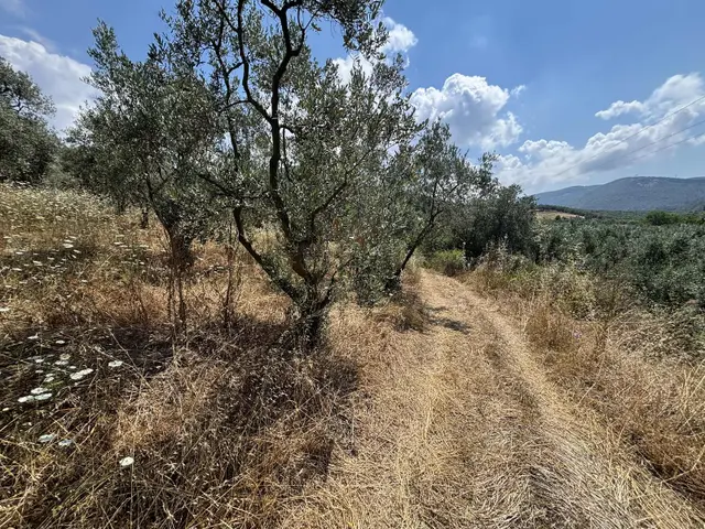 Hisardere' De Asfalta Yakın 4600 M2 Satılık Kupon Zeytinlik 3
