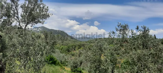8.600m2 Şahinler Köyünde Satılık Zeytinlik 1