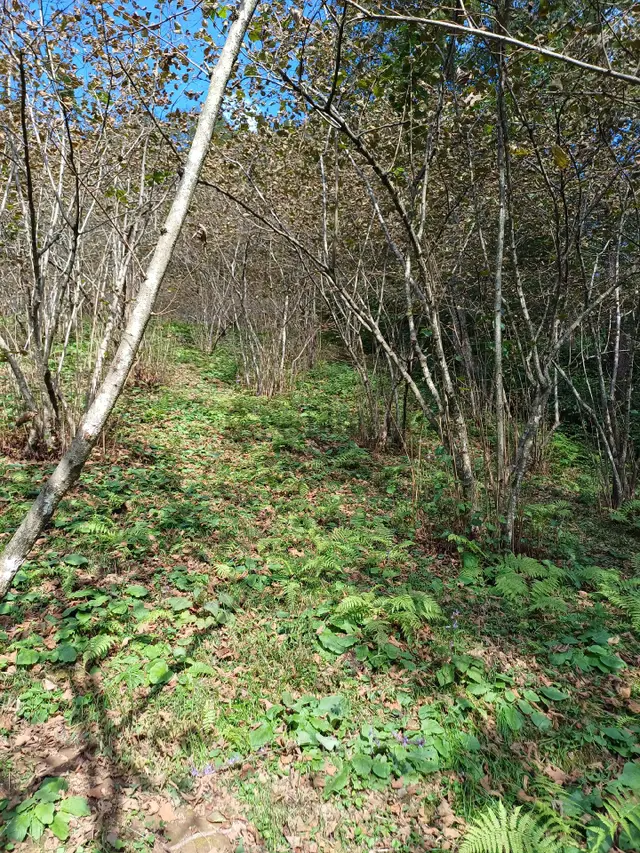 Sahibinden Giresun Görele'de Müstakil Tapulu Ana Yola Cephe 590 M2 Parsel Fındık Bahçesi. 5