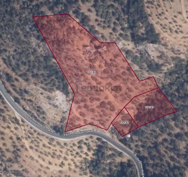 Şirince'de 9.870 M² Yatırım Değeri Yüksek Satılık Zeytinlik 5
