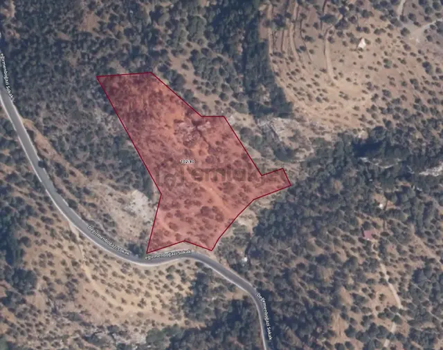 Şirince'de 9.870 M² Yatırım Değeri Yüksek Satılık Zeytinlik 1