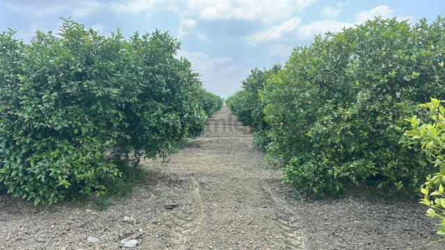 Video Bak Tarsus Günyurdu Tek Tapu 23782 M2. Mayer Dikenli Limon Bahçesi * Dönümü 1,500,000tl 1