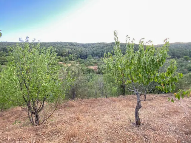 Bayındır Kenger Yaylasında Satılık 3041 M² Kiraz Bahçesi 2