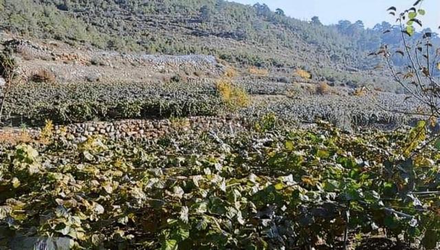 Erdemli Esenpınar Aglıca Satılık 15 Dönüm Kivi Bahcesi 5