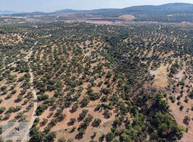 Bergama Zeytindağ'da 7330 M2 Zeytinlik Satılık 4