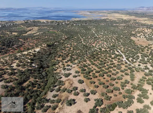 Bergama Zeytindağ'da 7330 M2 Zeytinlik Satılık 2