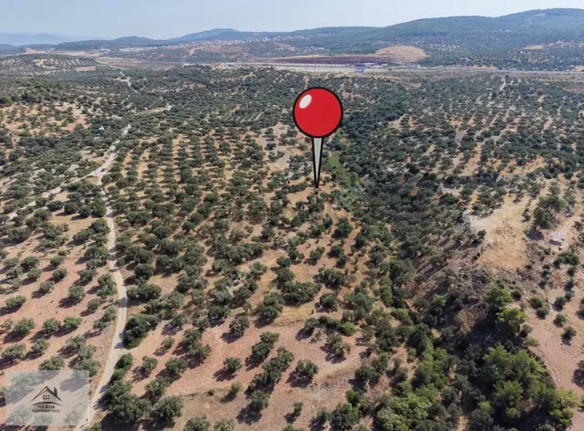 Bergama Zeytindağ'da 7330 M2 Zeytinlik Satılık
