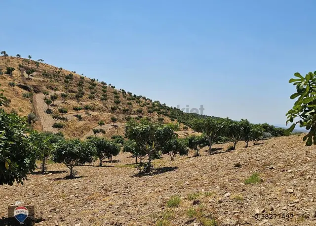 Yenipazar'da 600 Ağaçlı, 2+1 Evli 27 Dönüm İncir Bahçesi 2