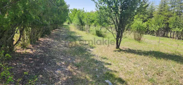 Beynam Mah Asvalt Cepeli Tek Tapu 17,500m2 Müstakil Arazi 5
